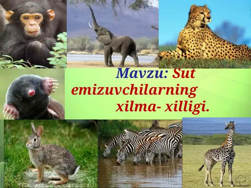 Sut emizuvchilarning xilma-xilligi