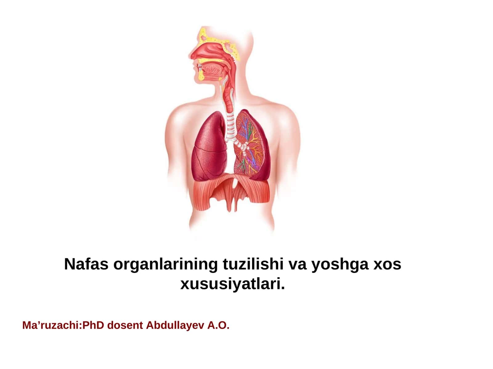 Nafas organlarining tuzilishi va yoshga xos xususiyatlari