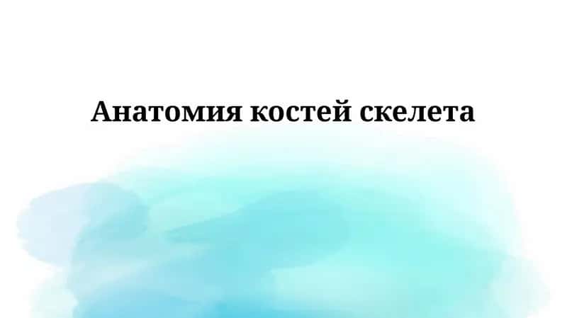 Анатомия костей скелета