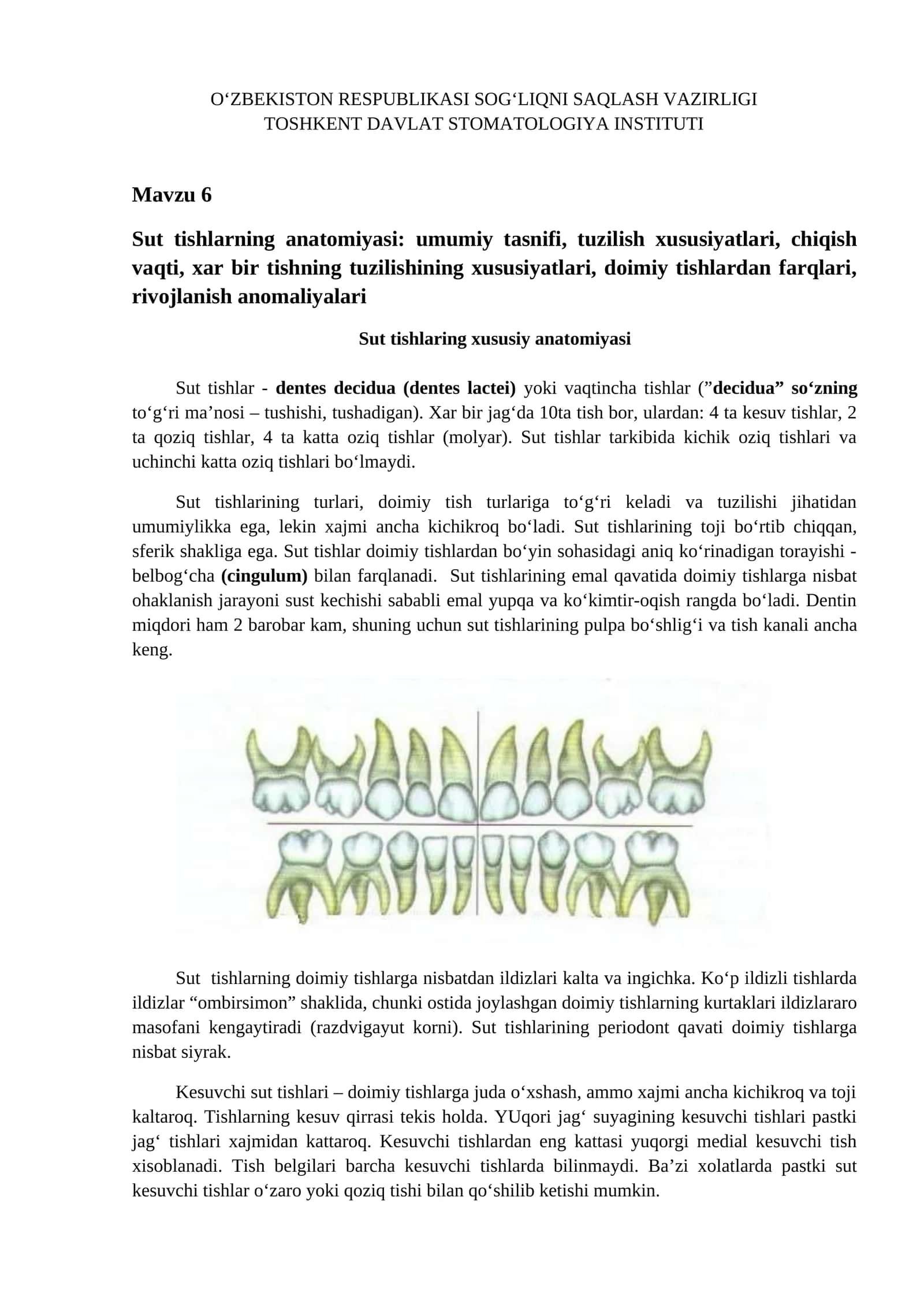 Sut tishlarning anatomiyasi