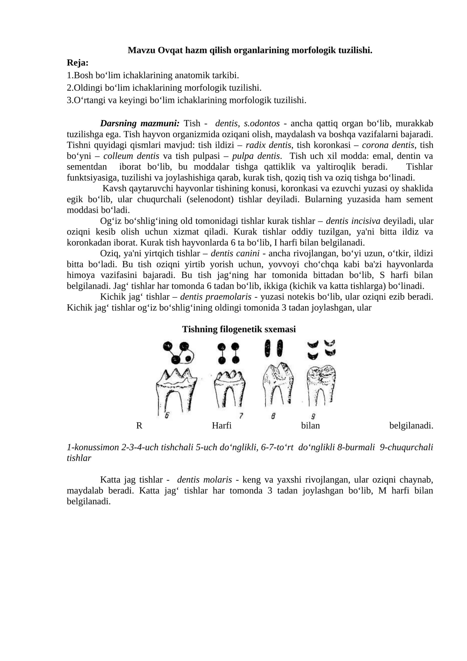 Ovqat hazm qilish organlarining morfologik tuzilishi