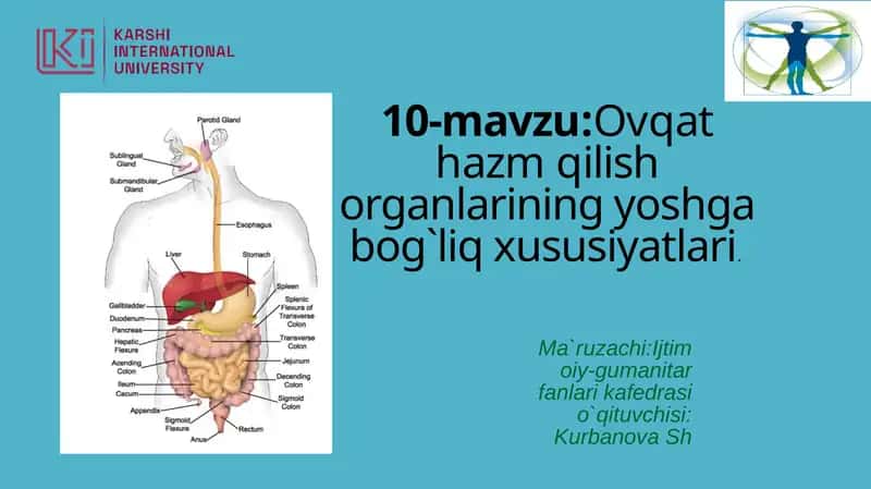 Ovqathazmqilish organlarining yoshgabog`liq xususiyatlari