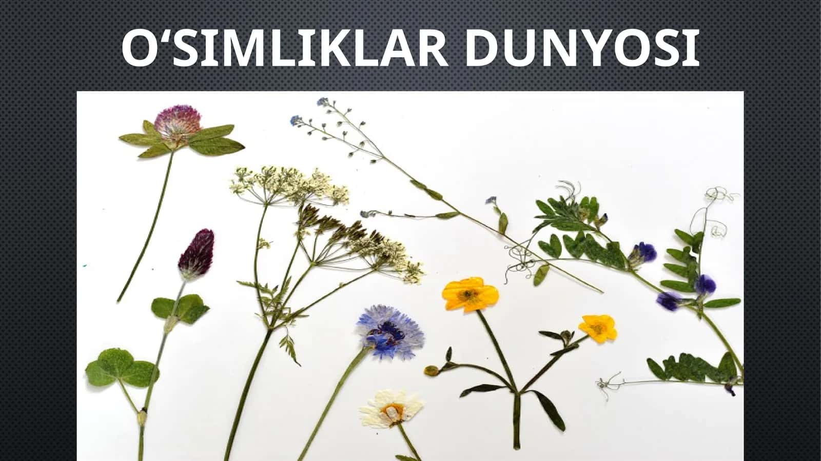 6-sinf Botanika (Tabiiy fan) O'simliklar dunyosi mavzuda dars taqdimoti
