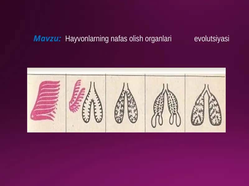 Hayvonlarning nafas olish organlari evolutsiyasi