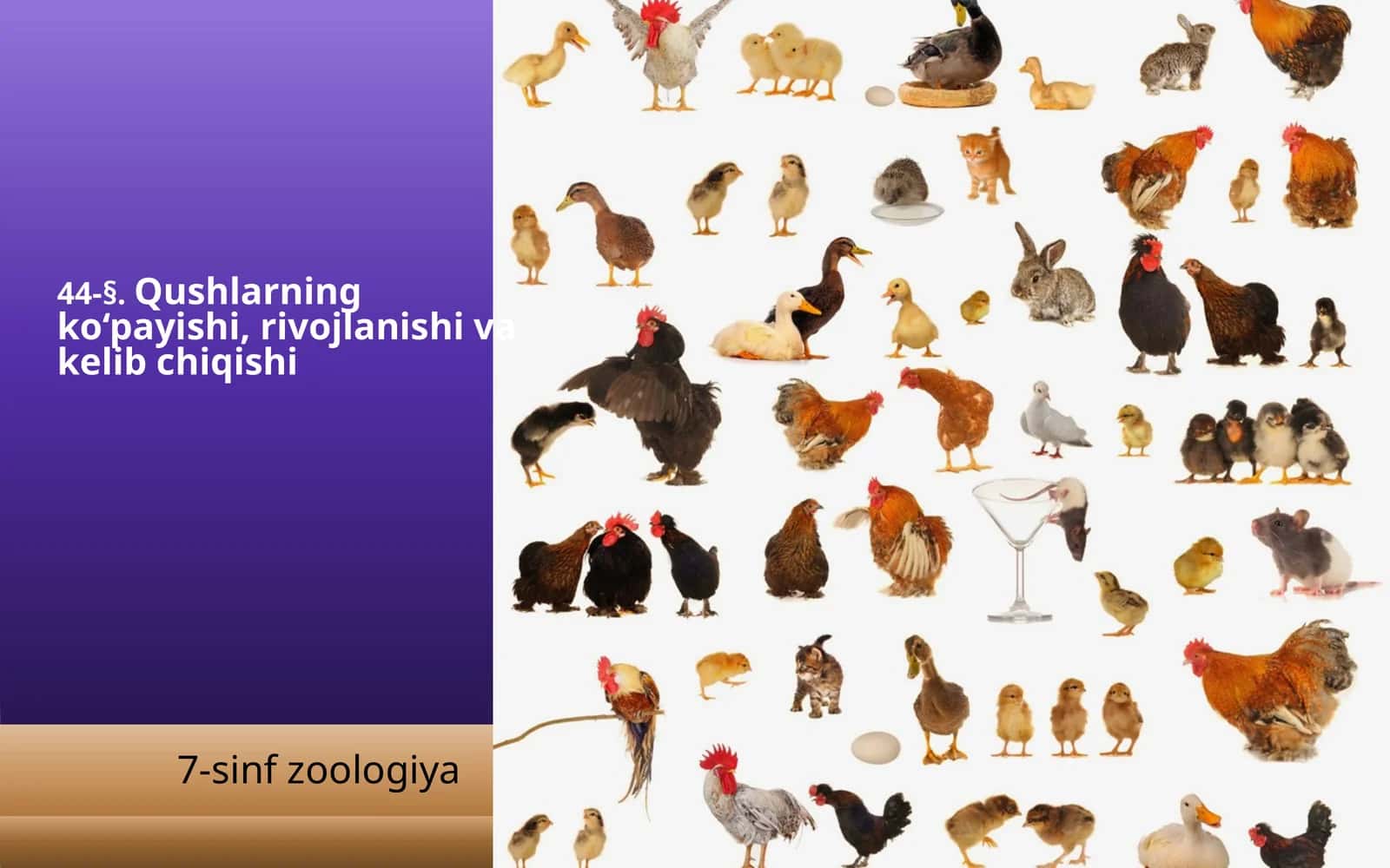 Qushlarning ko‘payishi, rivojlanishi va kelib chiqishi