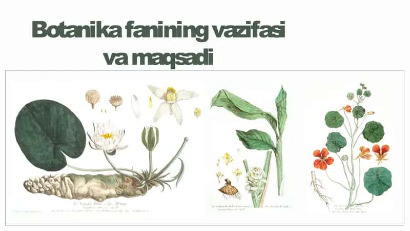 Botanika fanining vazifasi va maqsadi