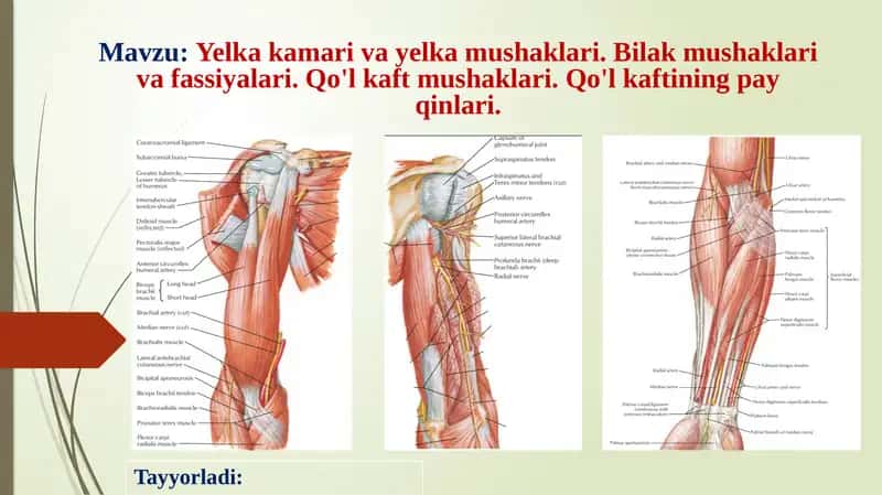 Yelka kamari va yelka mushaklari. Bilak mushaklari va fassiyalari. Qo'l kaft mushaklari. Qo'l kaftining pay qinlari.