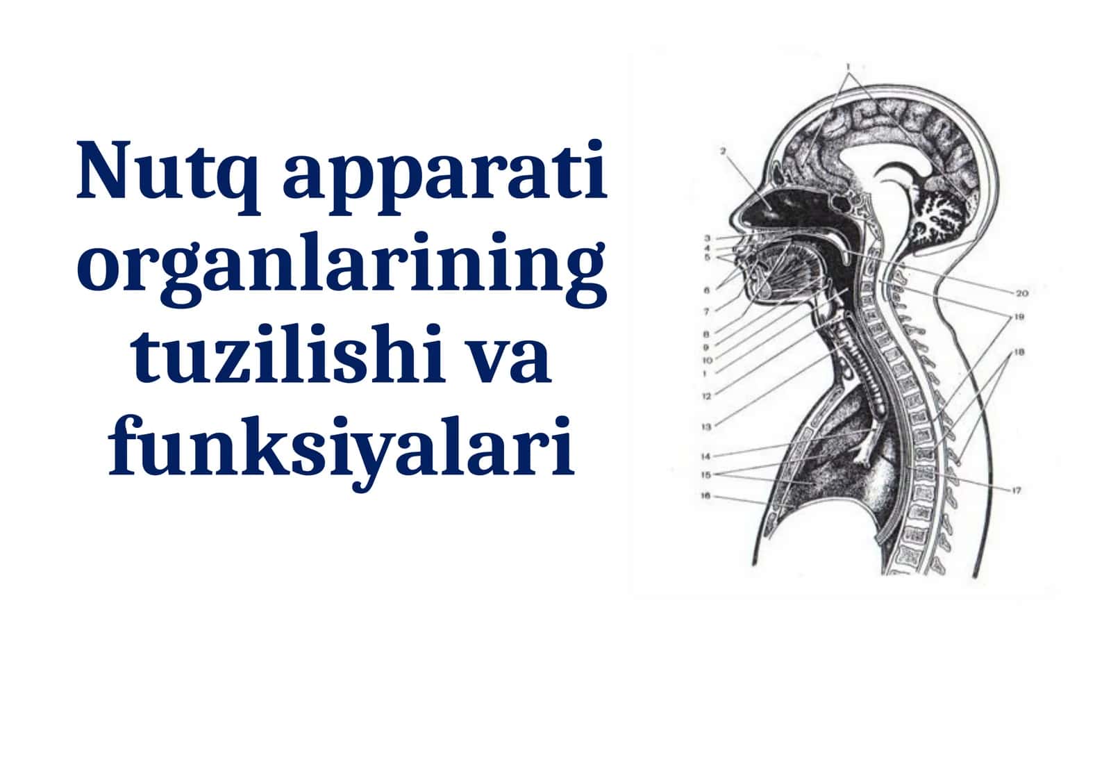 Nutq apparati organlarining tuzilishi va funksiyalari