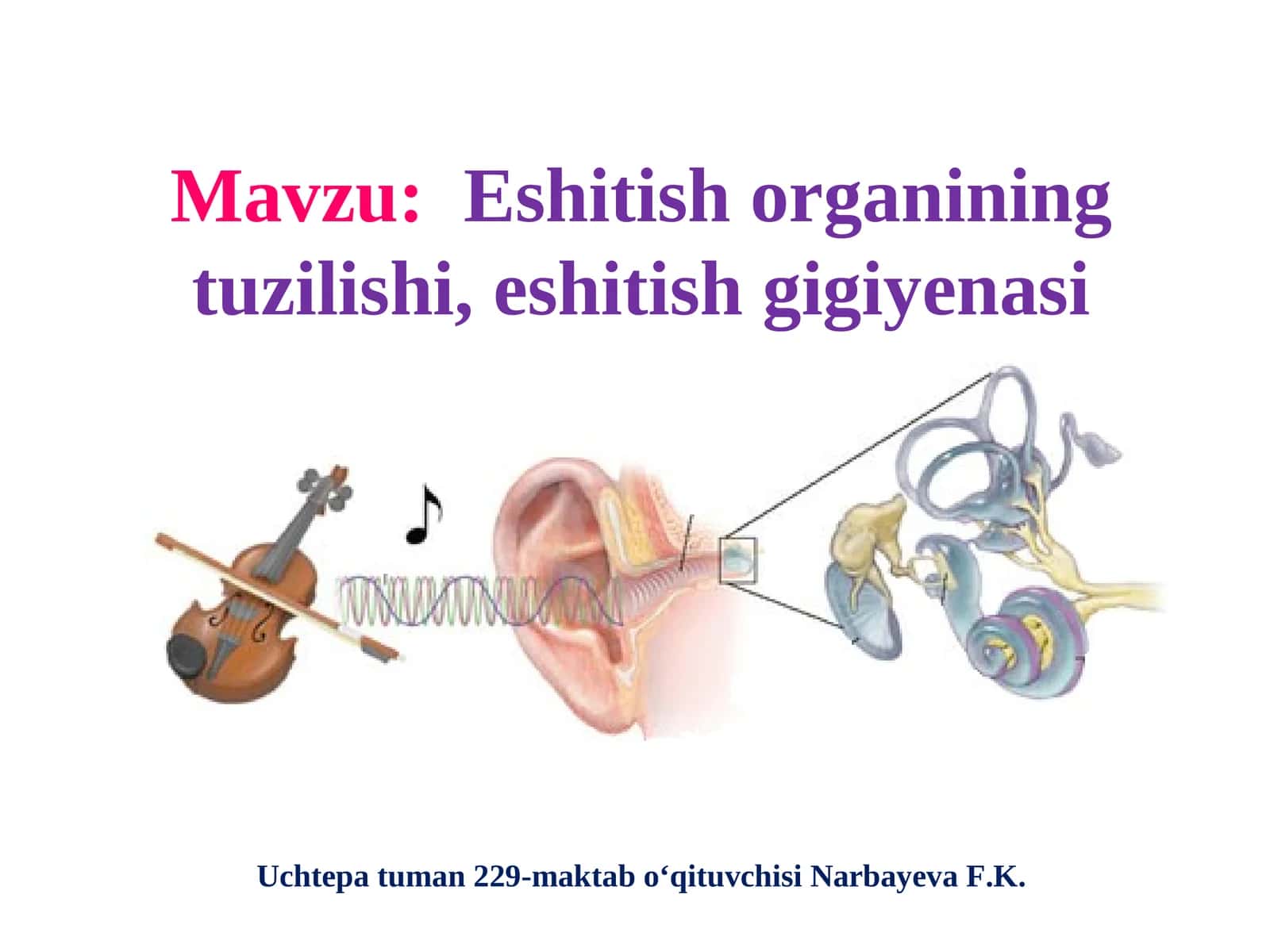 Eshitish organining tuzilishi, eshitish gigiyenasi