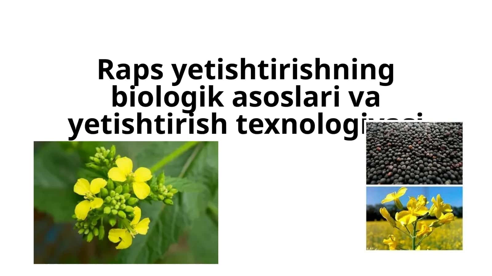 Rapsyetishtirishning biologikasoslarivayetishtirishtexnologiyasi