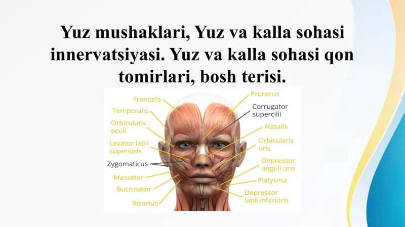 Yuz mushaklari, Yuz va kalla sohasi innervatsiyasi. Yuz va kalla sohasi qon tomirlari, bosh terisi.