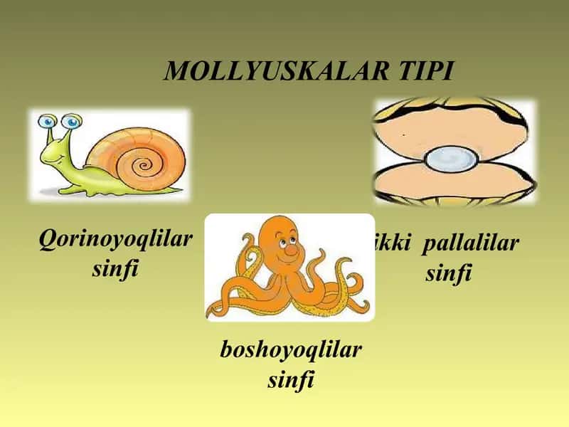 ikki pallali va boshoyoqli molyuskalar sinflari.