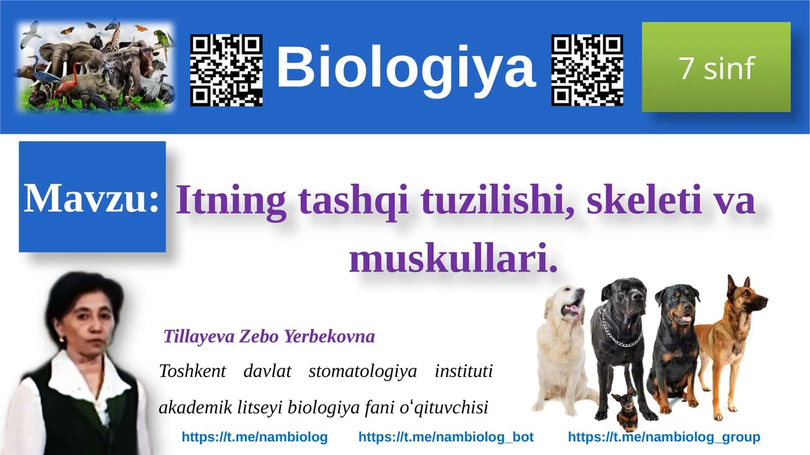 Itning tashqi tuzilishi, skeleti va muskullari