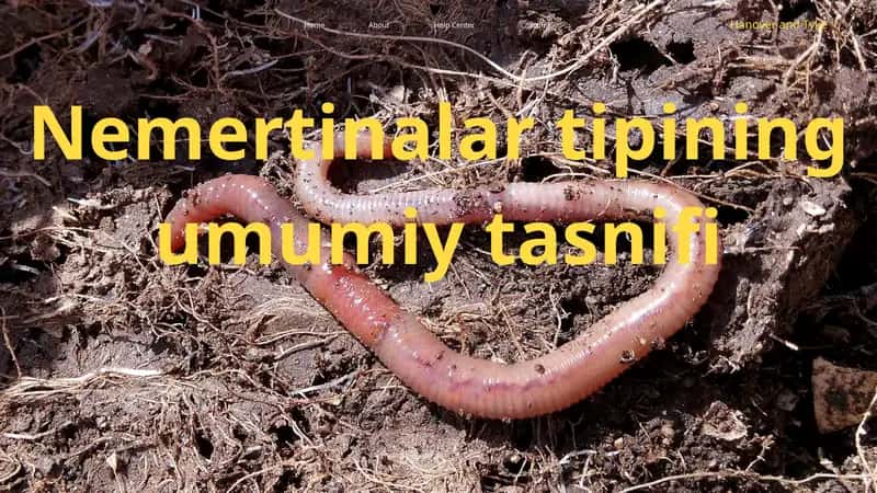 bio slayd nermertinalar