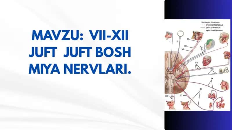 VII-XII JUFT JUFT BOSH MIYA NERVLARI