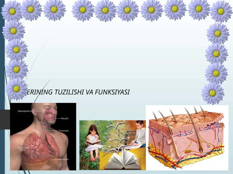 TERINING TUZILISHI VA FUNKSIYASI
