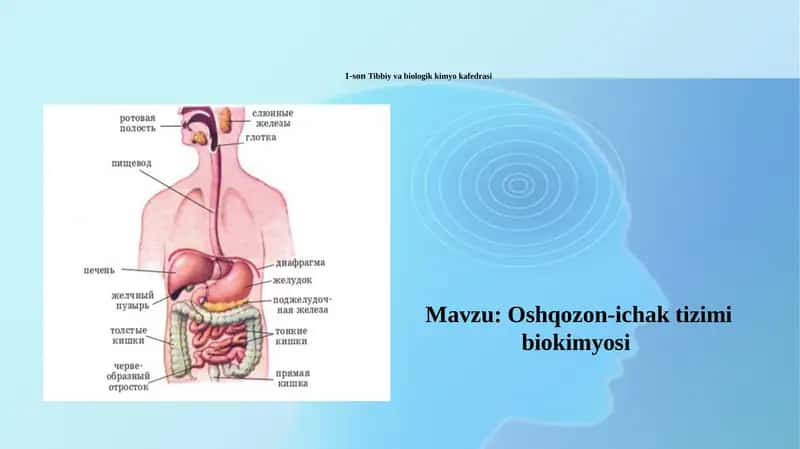 Oshqozon ichak mustaqil talim