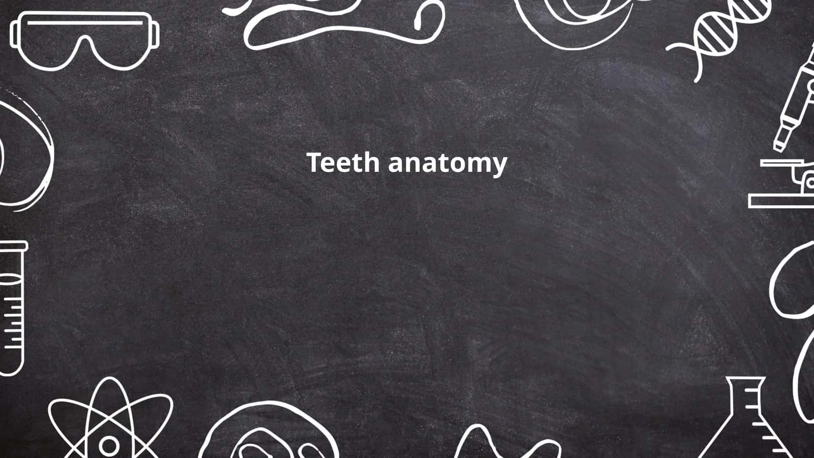 Teeth anatomy