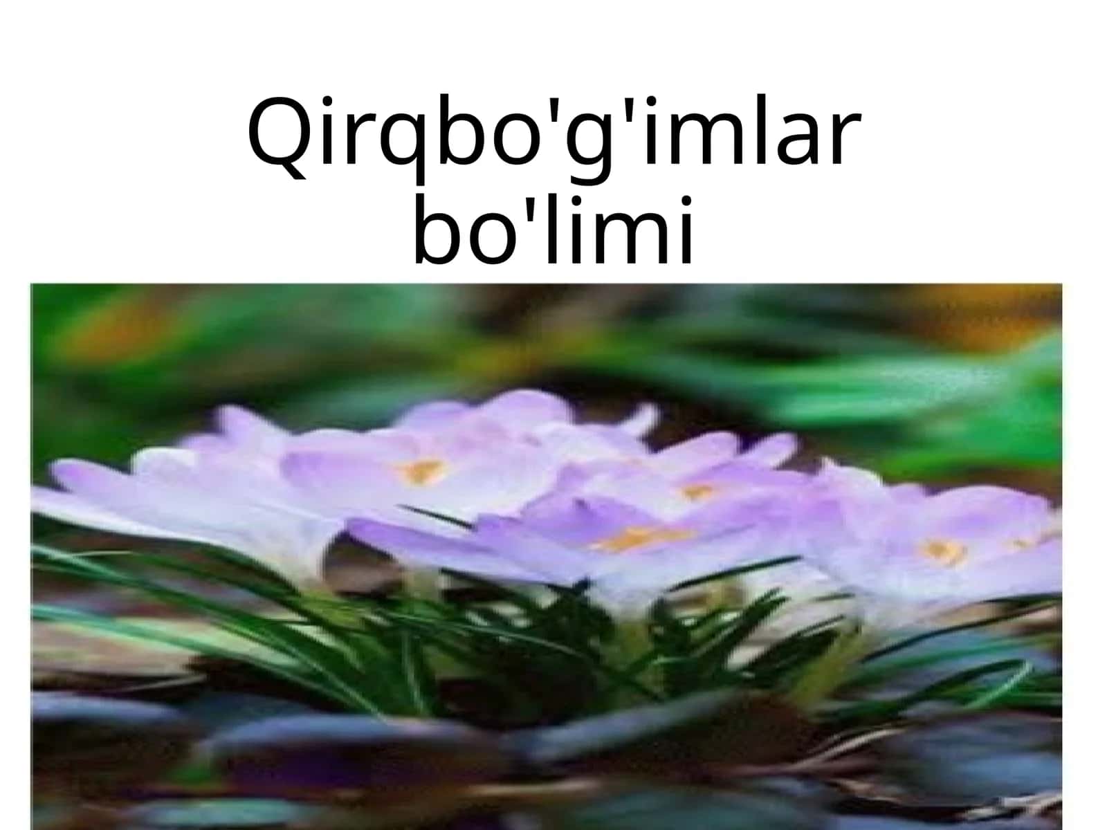 Qirqbo'g'imlarbo'limi