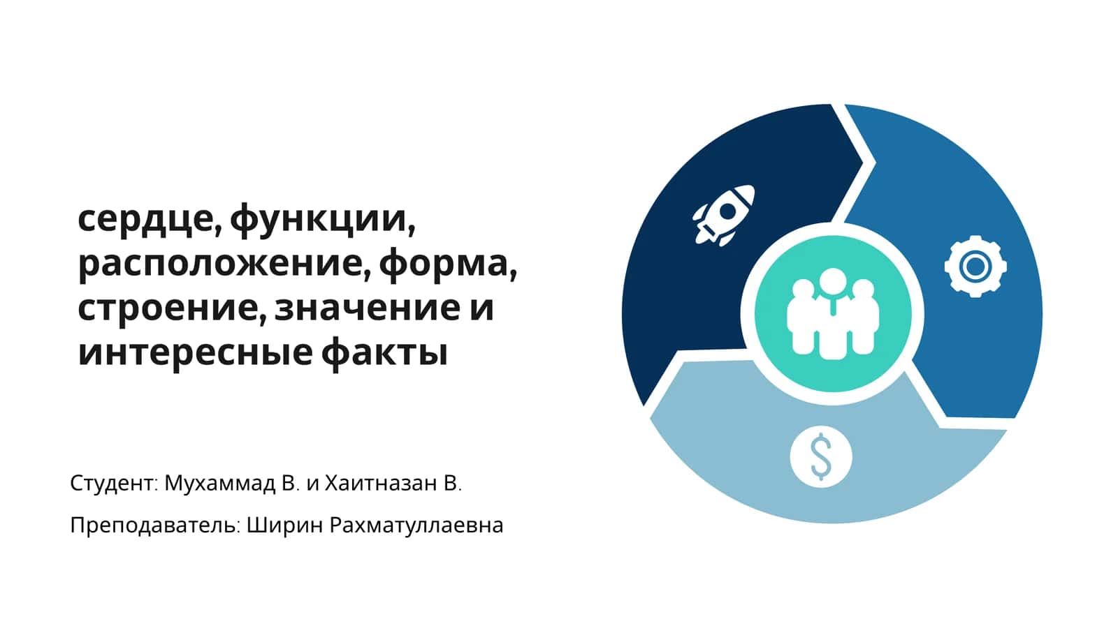 Сердце: функции, значение и интересные факты