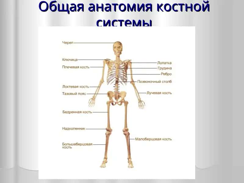 Общая анатомия костной системы