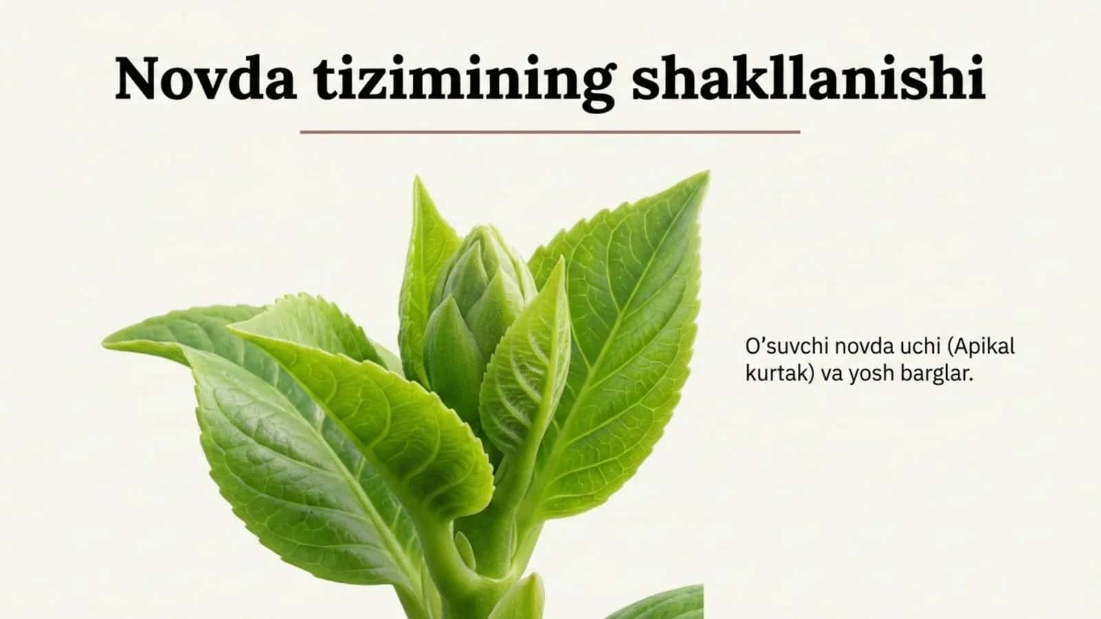 Novda tizimining shakllanishi