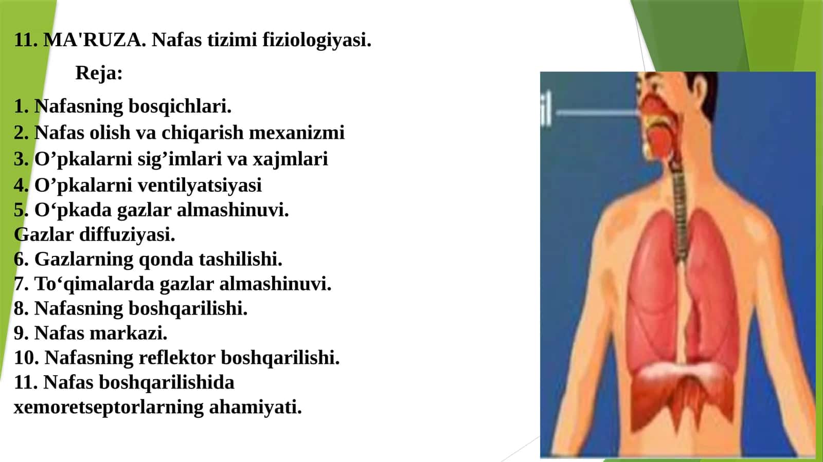 Nafas tizimi fiziologiyasi