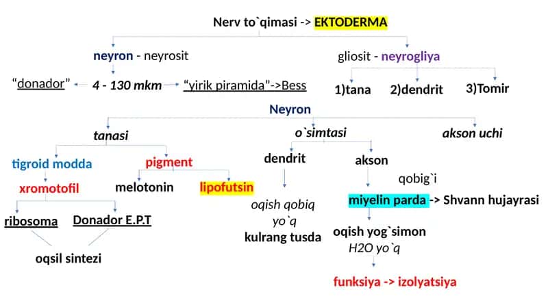 NERV SISTEMASI