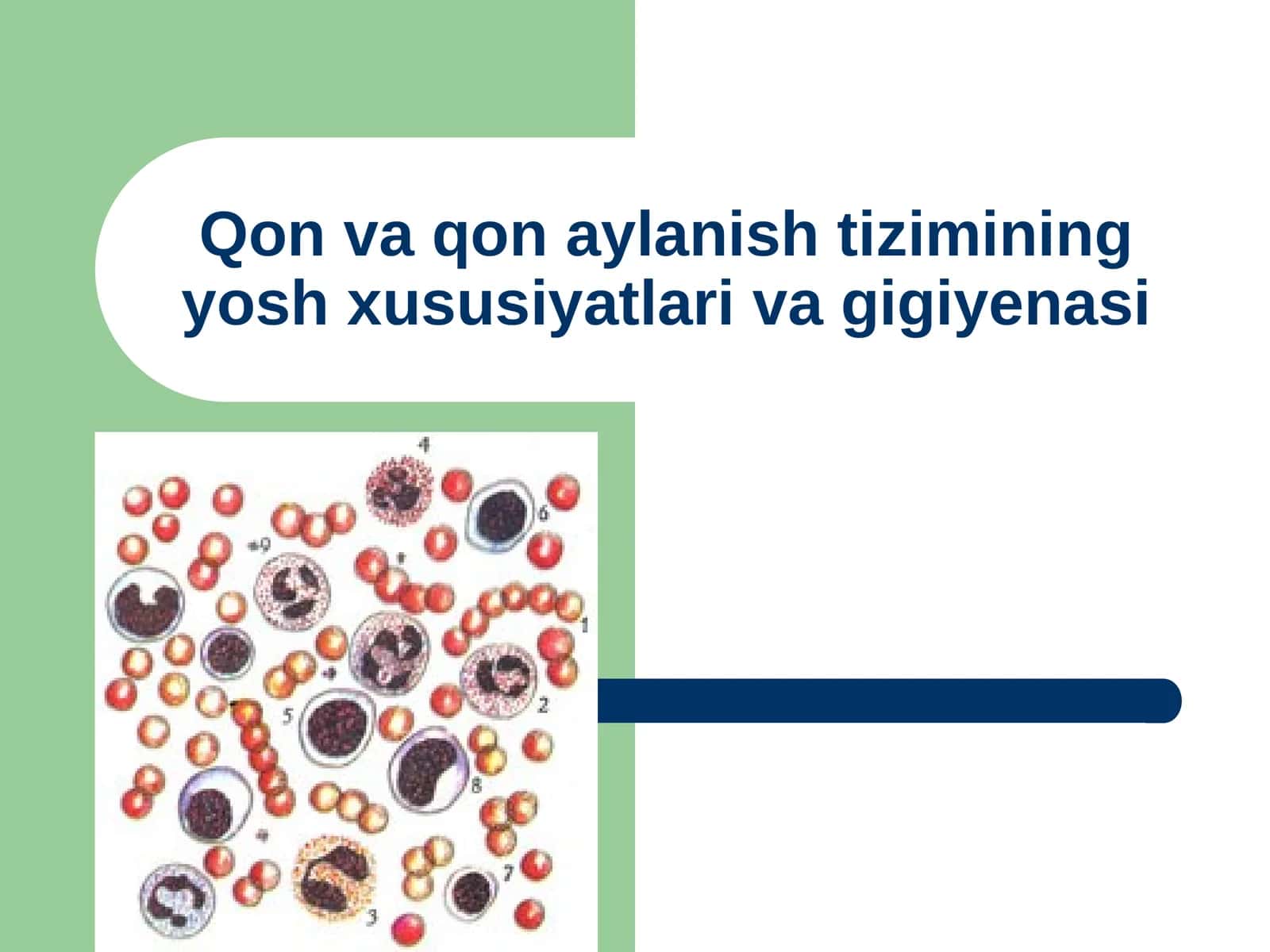 Qon va qon aylanish tizimining yosh xususiyatlari va gigiyenasi