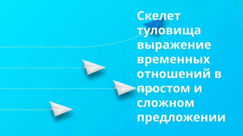 Скелет туловища