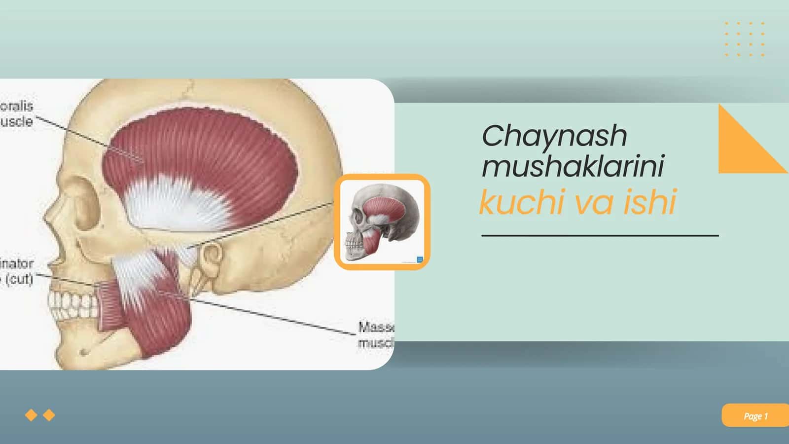 Chaynash mushaklarini kuchi va ishi