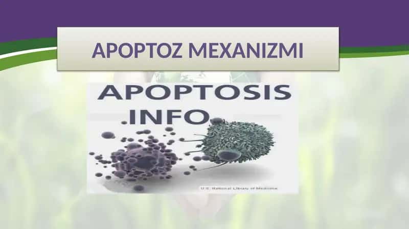 apoptozmexanizmi