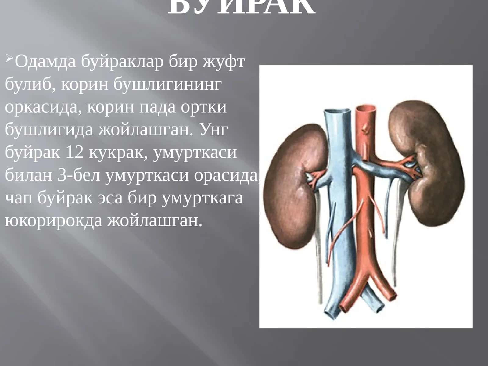 Буйрак