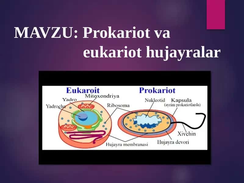 Prokariot va eukariot hujayralar