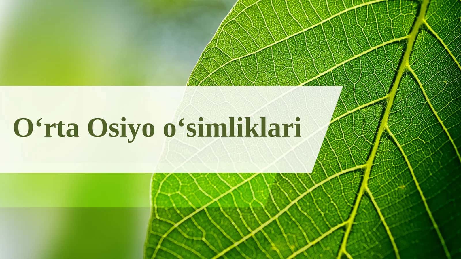 O‘rta Osiyo o‘simliklari