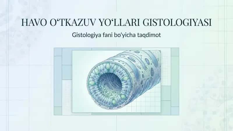 havo oʻtkazuv yoʻllari Gistologiyasi