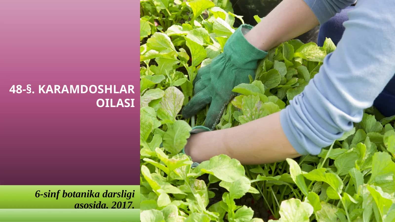 6-sinf Botanika dars ishlanma. Karamdoshlar oilasi
