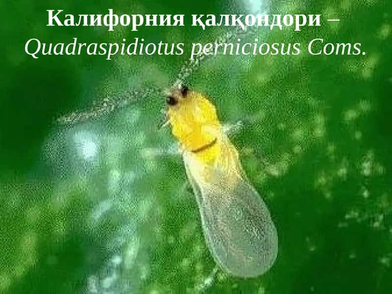 Калифорния қалқондори–Quadraspidiotus perniciosus Coms.
