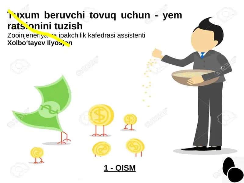 Tuxum beruvchi tovuq uchun - yem ratsionini tuzish