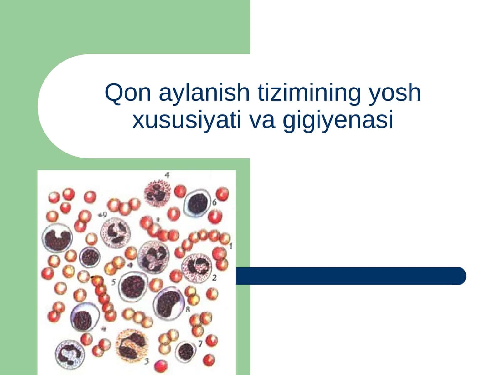 Qon aylanish tizimining yosh xususiyati va gigiyenasi