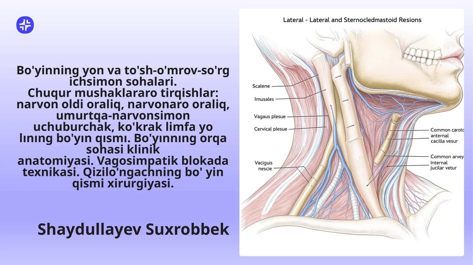 Bo'yinning yon va to'sh-o'mrov-so'rgichsimonsohalari
