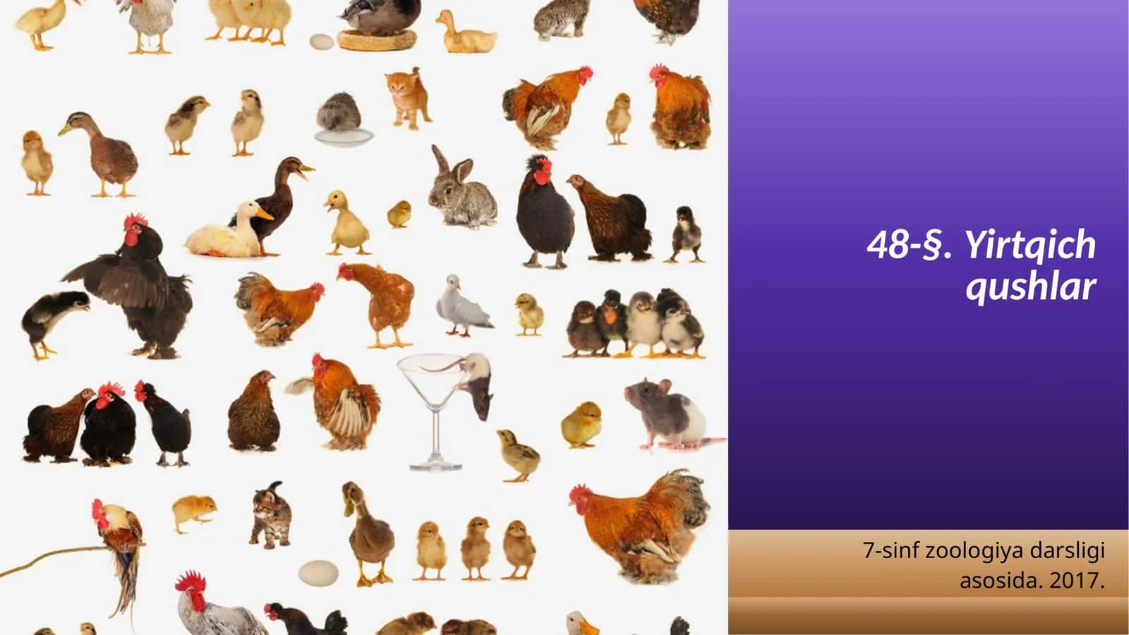 7-sinf Zoologiya 'Yirtqich qushlar' ko'rgazma