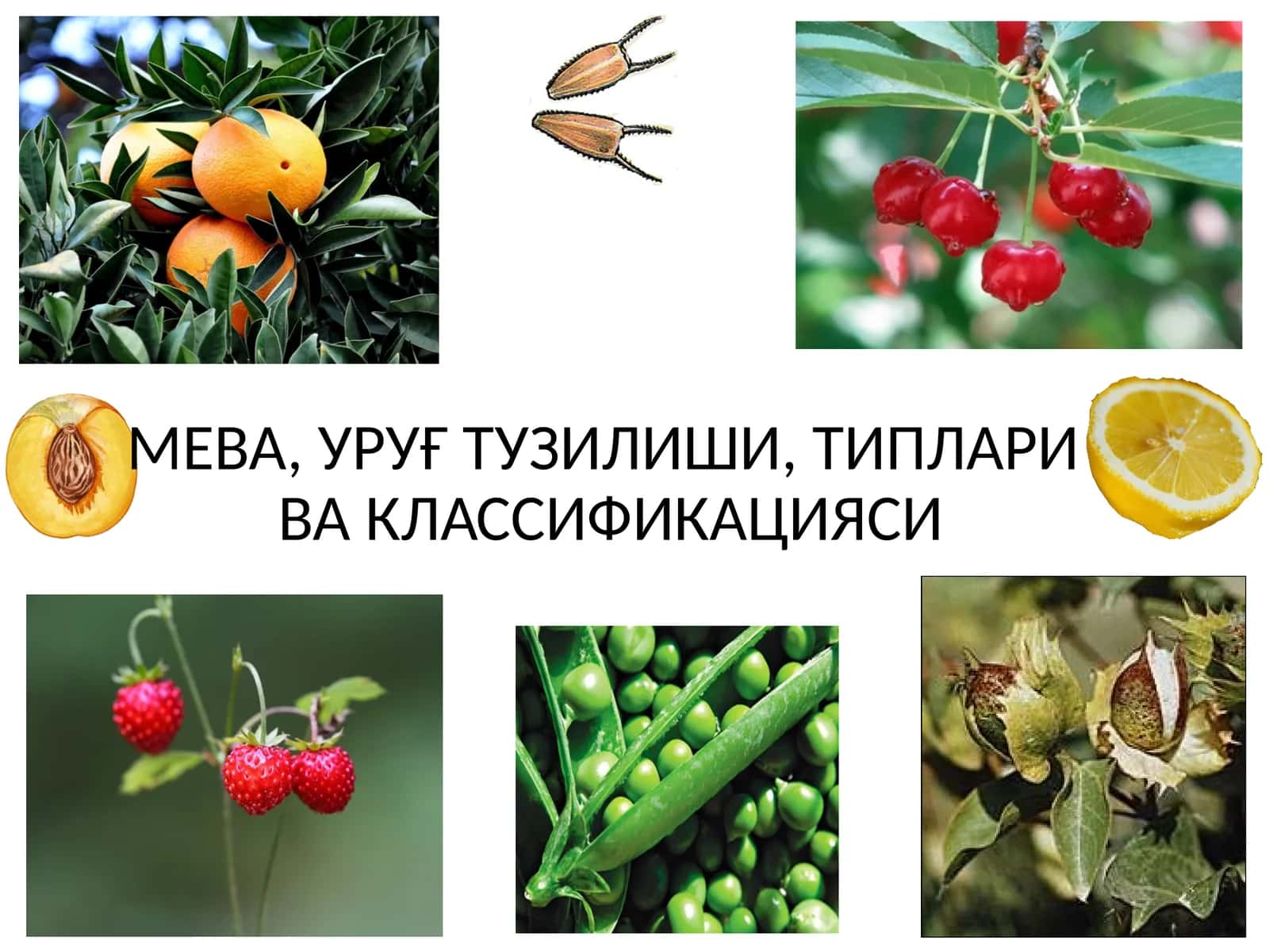 МЕВА, УРУҒ ТУЗИЛИШИ, ТИПЛАРИВА КЛАССИФИКАЦИЯСИ