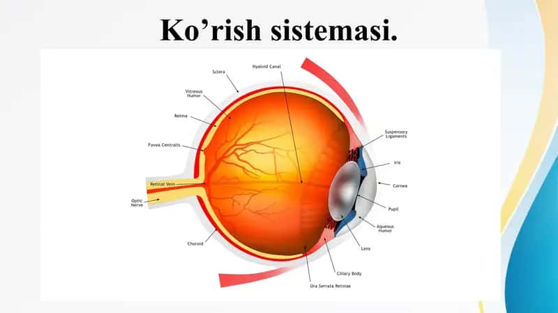 Ko’rish sistemasi. Куриш системаси Куз косаси Куз соккаси