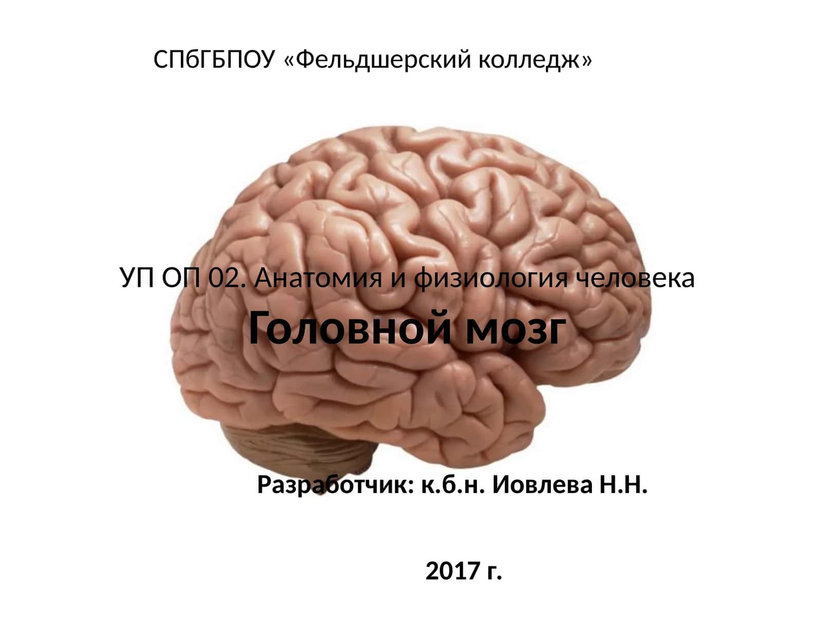 УП ОП 02. Анатомия и физиология человека. Головной мозг