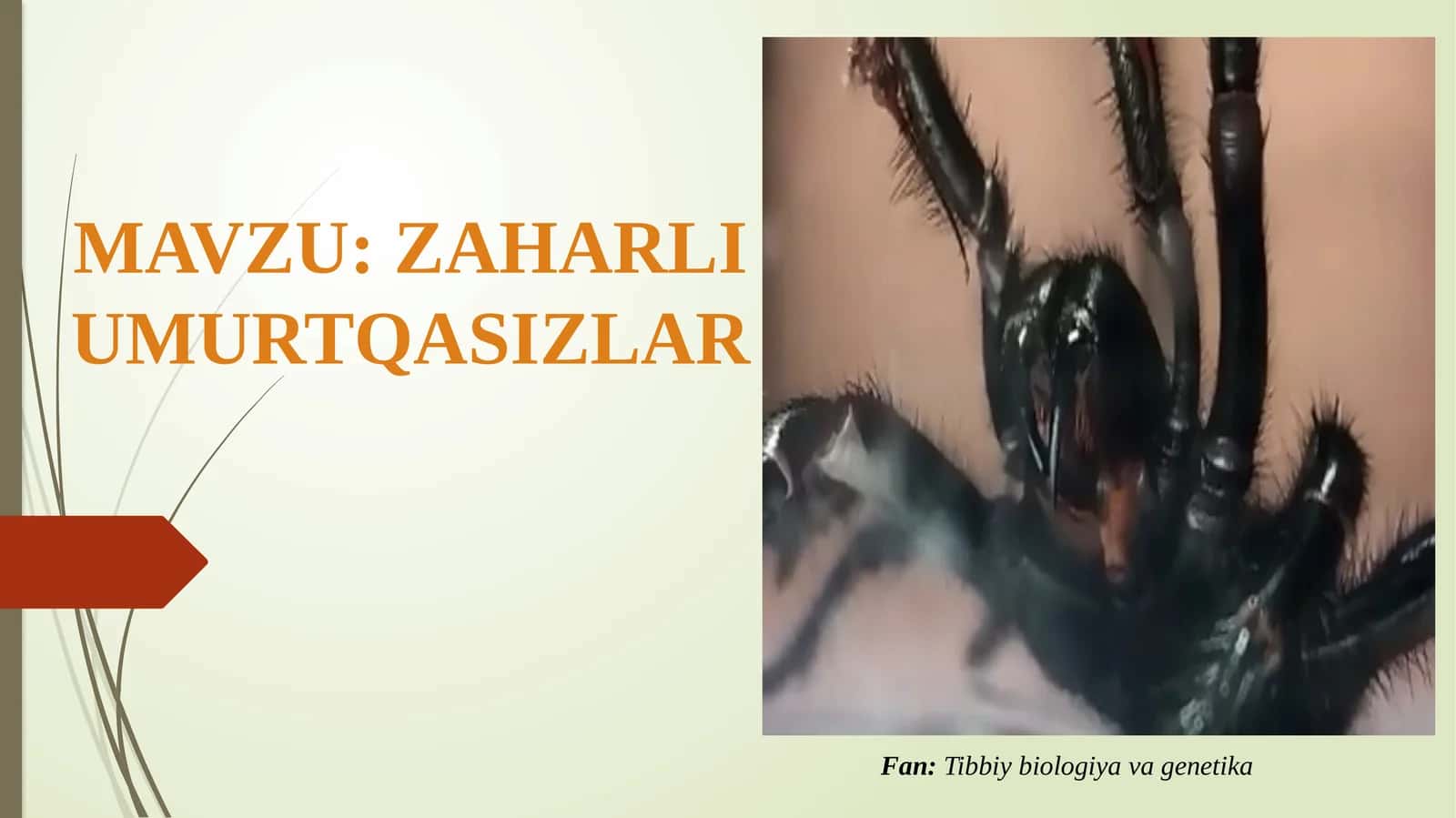 Zaharli hayvonlar umurtqasizlar