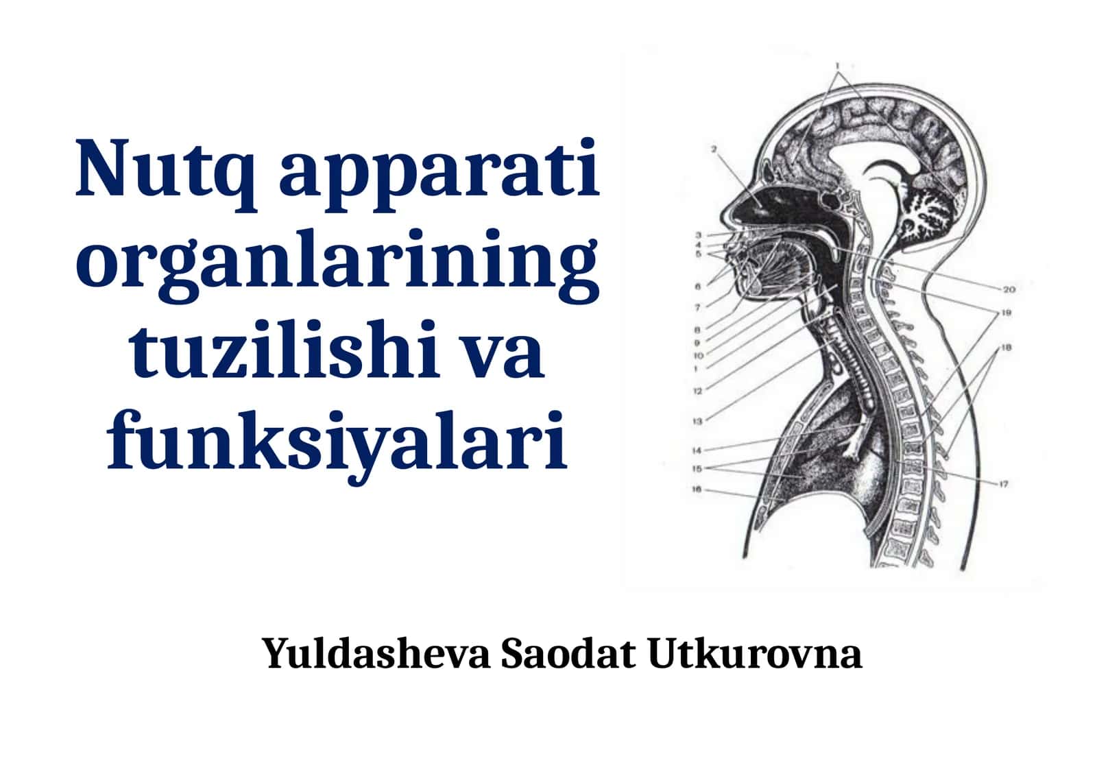 Nutq apparati organlarining tuzilishi va funksiyalari