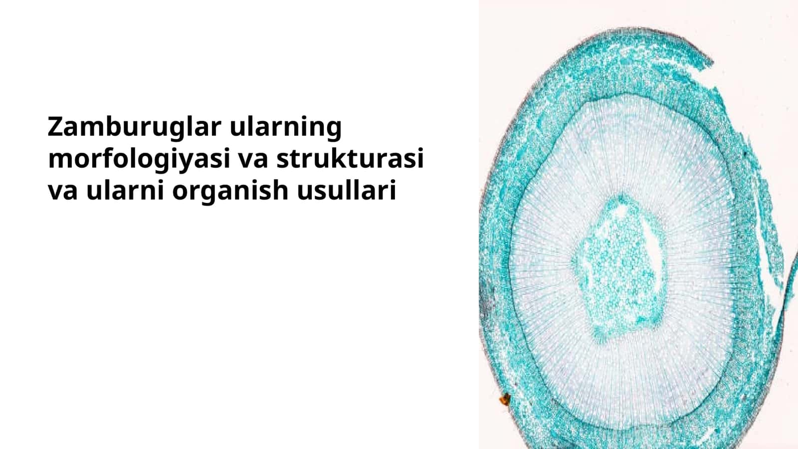Zamburuglar ularning morfologiyasi va strukturasi va ularni organish usullari