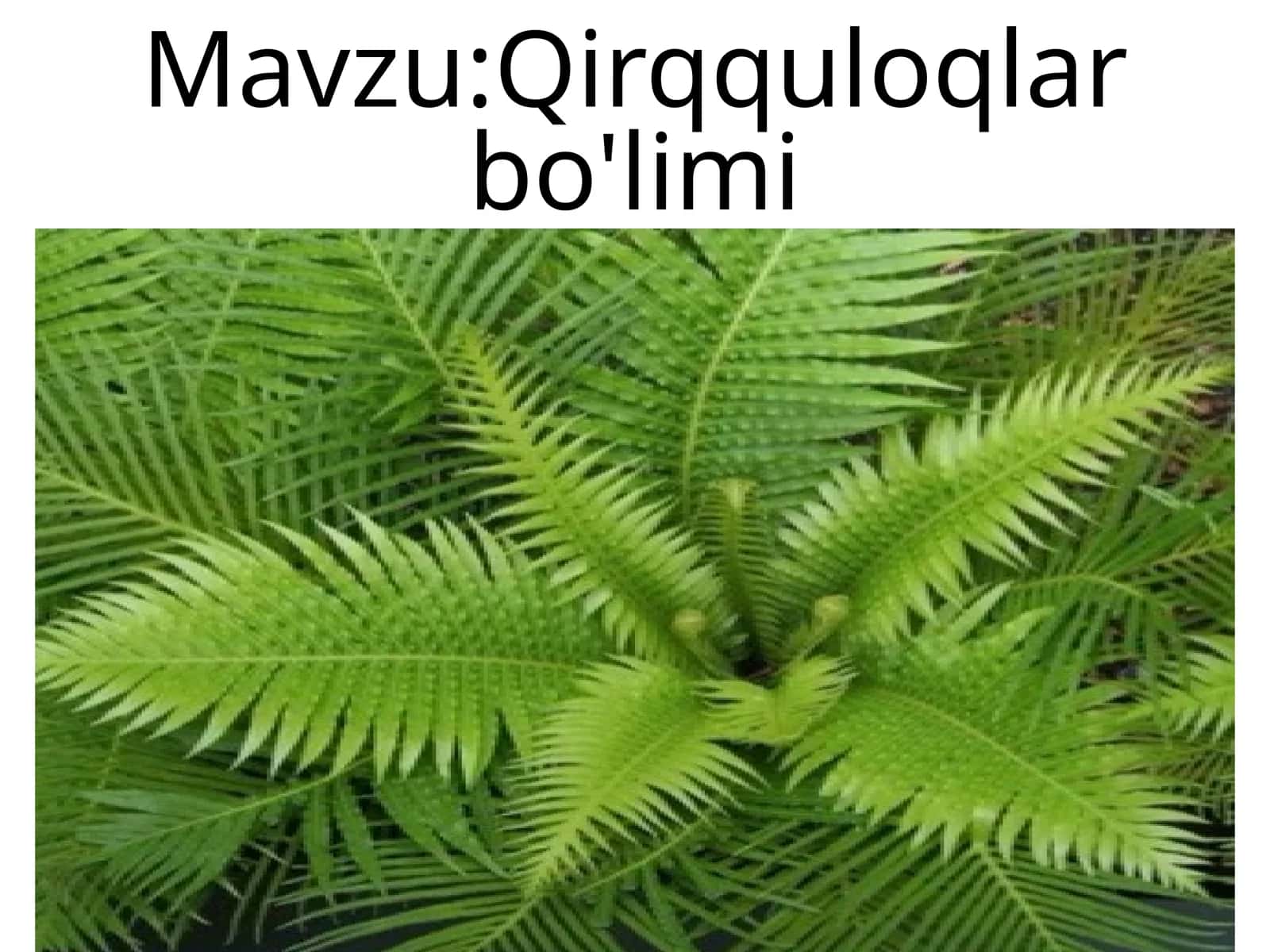Qirqquloqlar bo'limi
