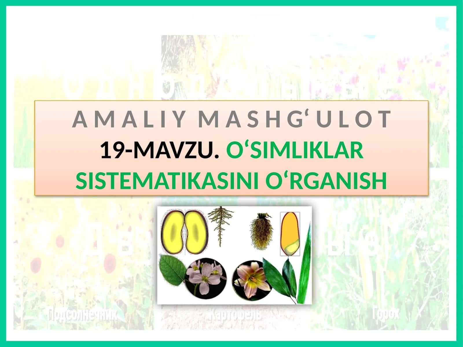 AMA LIY MASHG‘ UL O T19- MAVZU.O‘SIMLIKLAR SISTEMATIKASINI